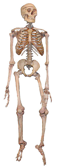 Esqueletu humanu
