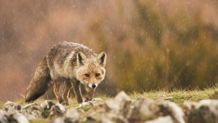 Asturias, naturalmente