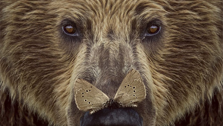 Cantábrico. Los dominios del oso pardo