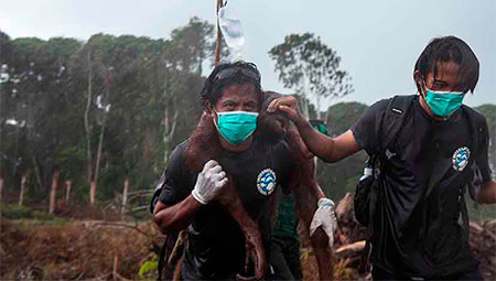 Desubicación: Orangutanes y aceite de palma