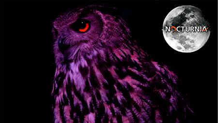 Nocturnia