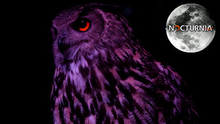 Nocturnia