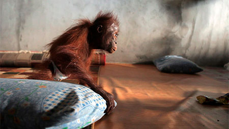 Pelansi. Historia de un orangután
