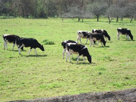 Asturies ye declarada territoriu llibre de brucelosis bovina