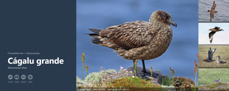 eBird cágalu grande eBird cágalu grande