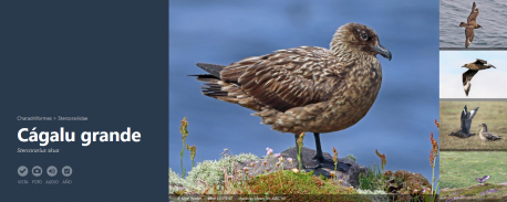 eBird cágalu grande