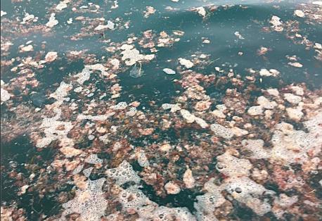 La mancha del Cantábricu ta formada por restos d'algues