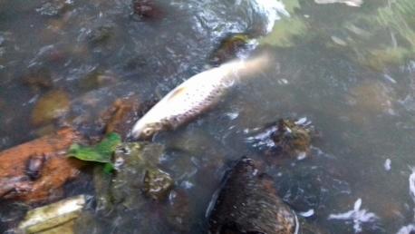 Un arramáu nuevu nel ríu Arlós provoca la muerte de truches