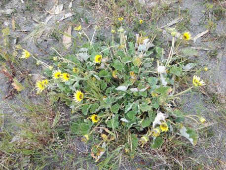 Les plantes invasores centraron un taller en Villaviciosa