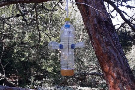 Trampa p'aviespa asiática