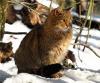 Los animales y les plantes
