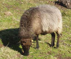 La Oveya xalda entra nel catálogu de la slow food